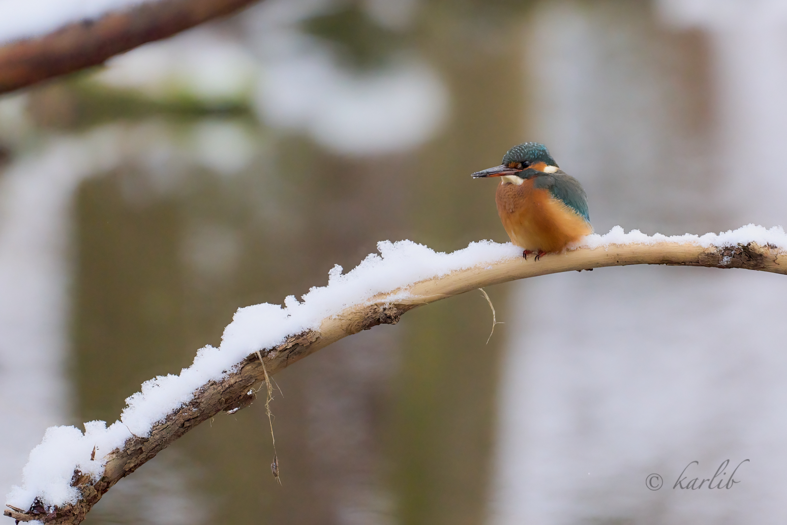 Eisvogel im Schnee