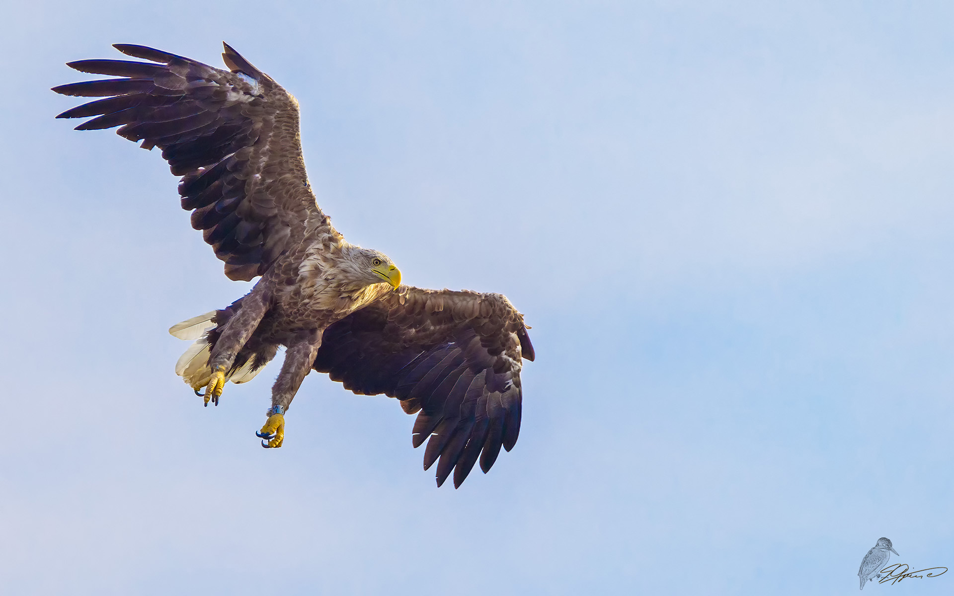 Seeadler