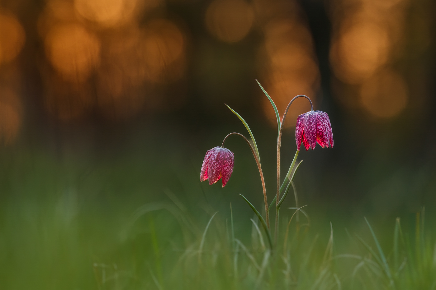 Schachblume ...