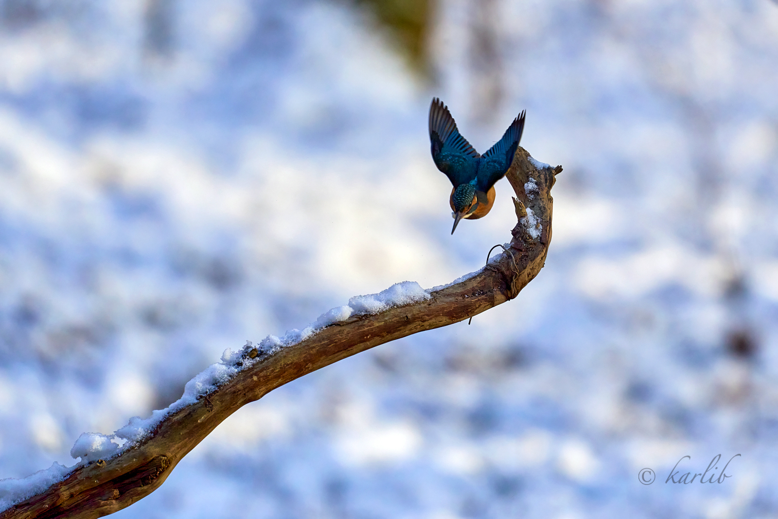 Abflug des Eisvogels