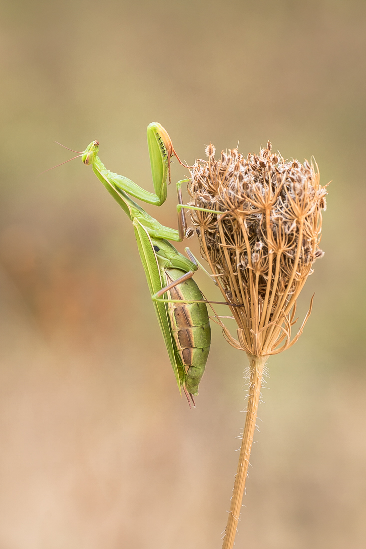 Eine Mantis