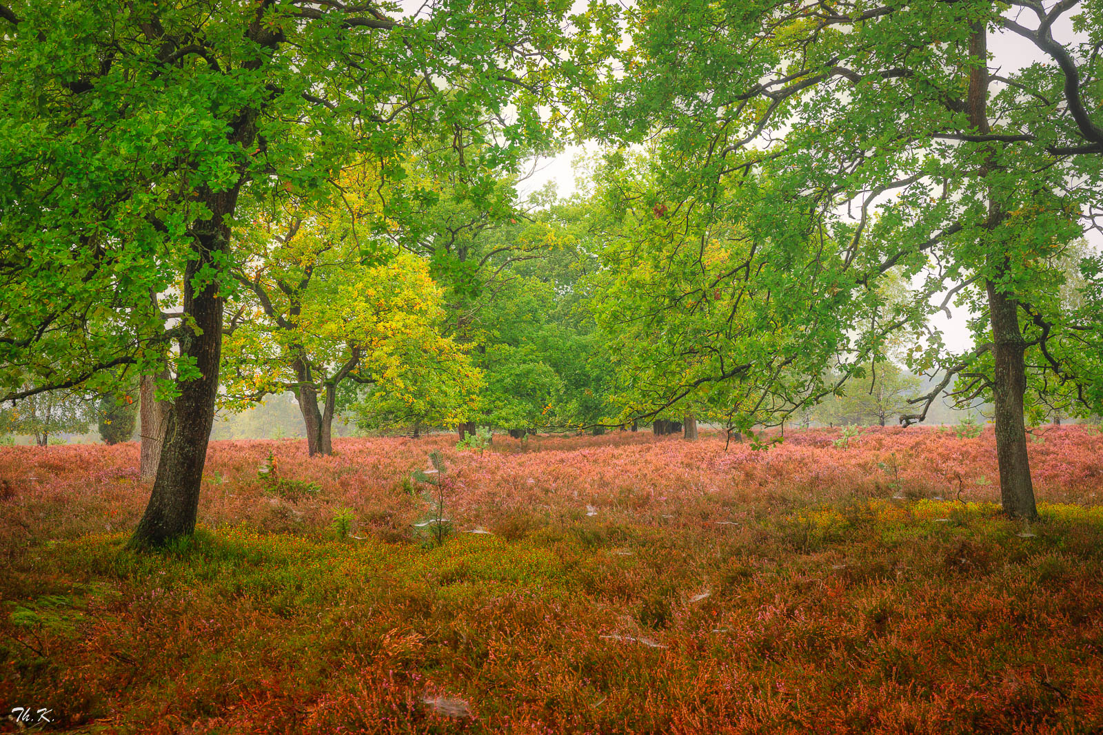 In der Heide ...