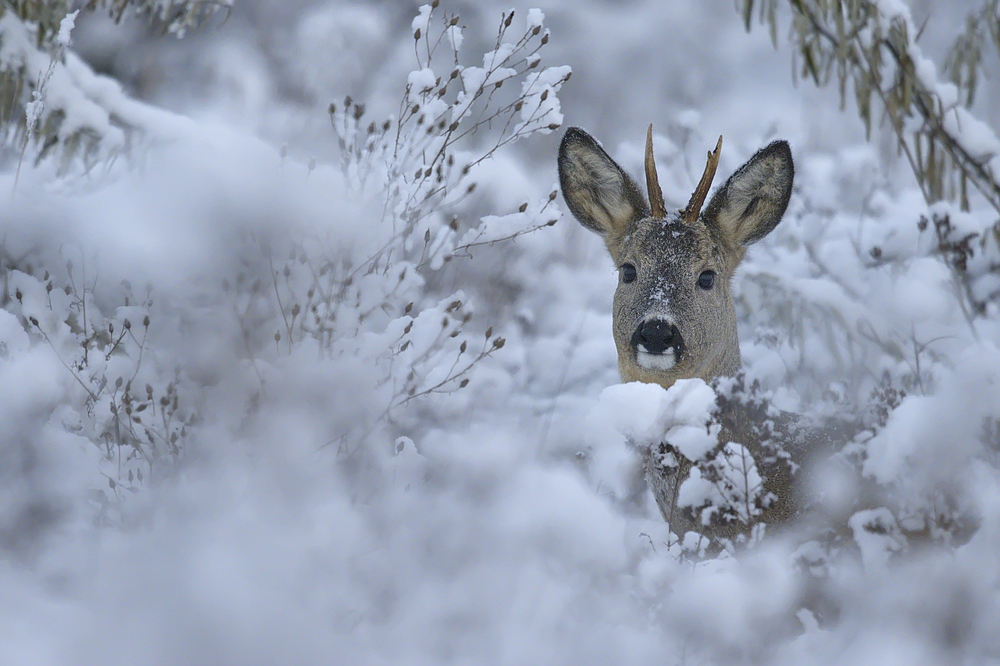 "...Wintereinbruch..."