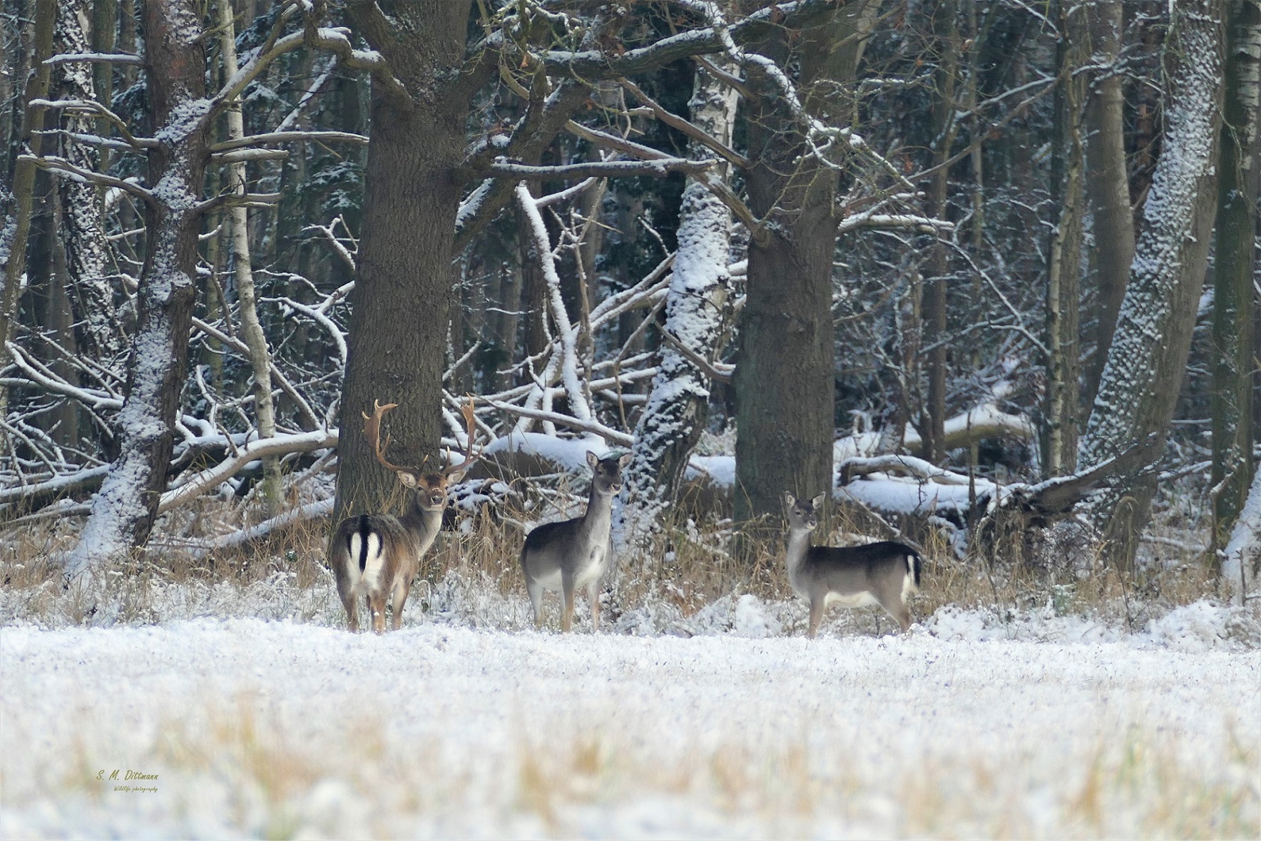 Die Familie
