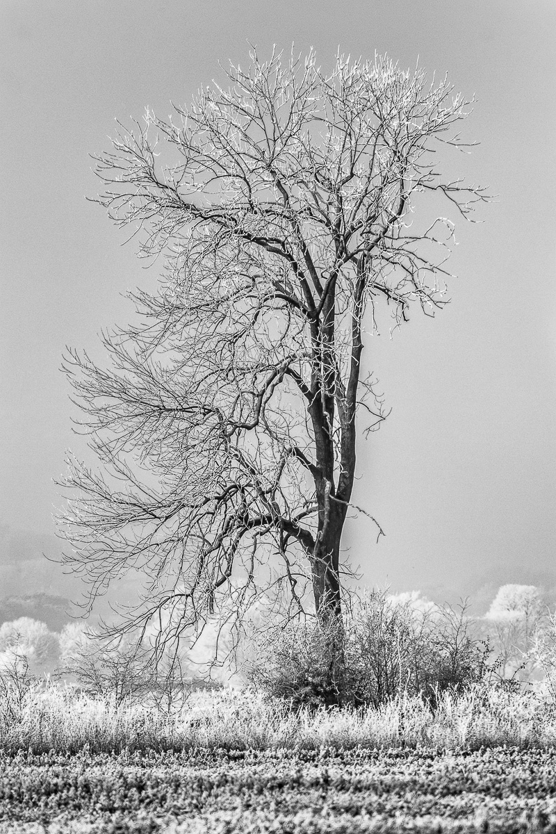 Bizarr Aber Auch Im Winter Schön Forum Für Naturfotografen 