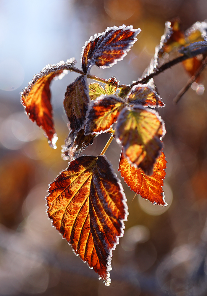 frostig in der Morgensonne