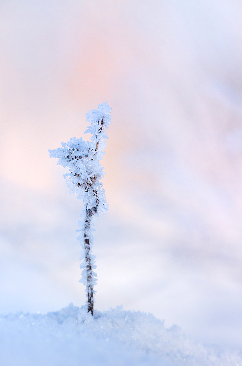 Wintertraum