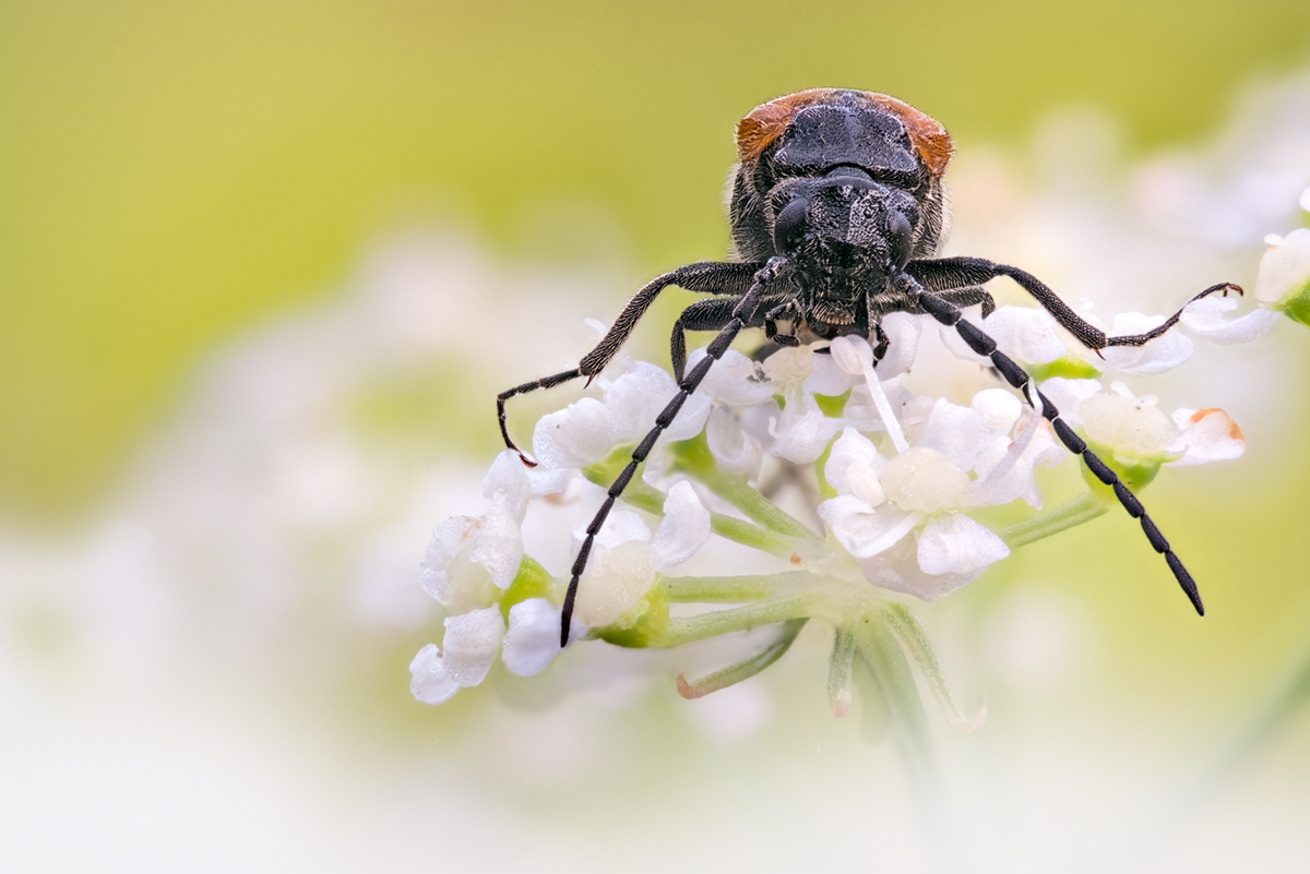 - Bienenfreunde -