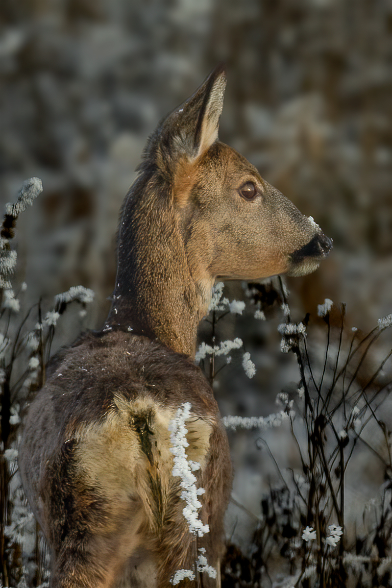 Reh (Forum für Naturfotografen)