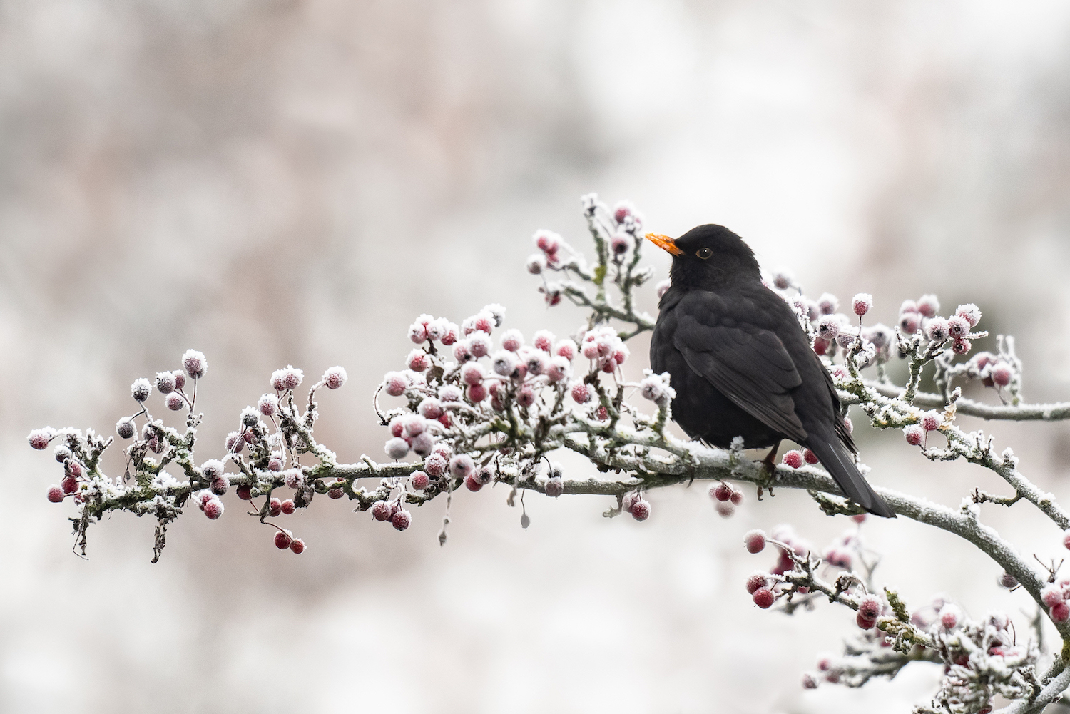 Amsel im Frost