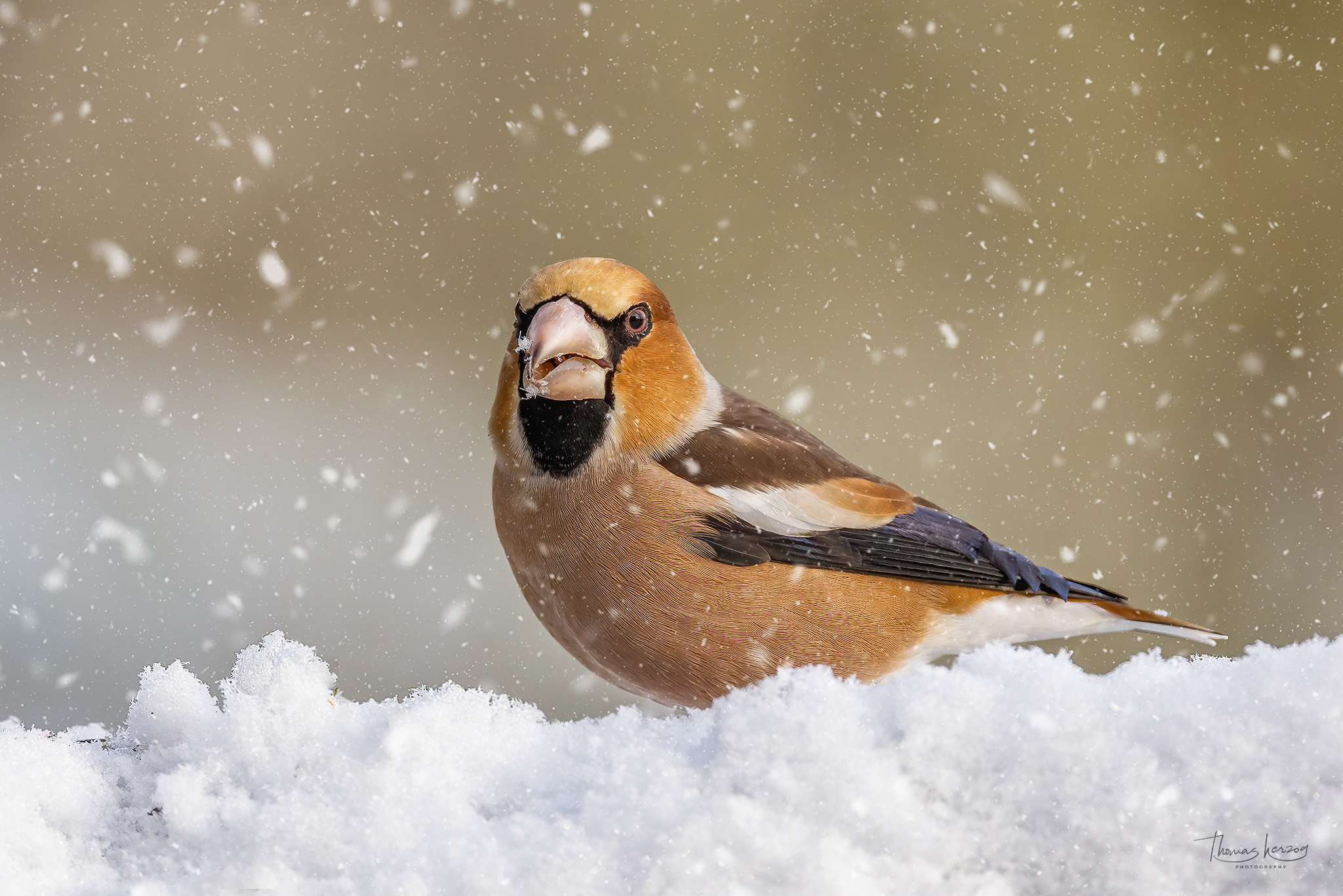 Der König im Schnee