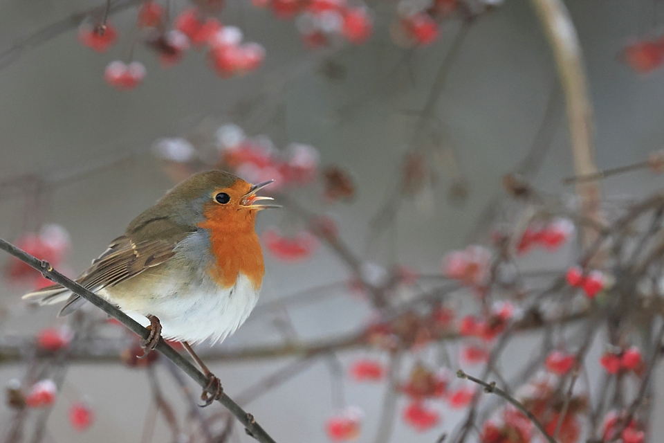 Erithacus rubecula