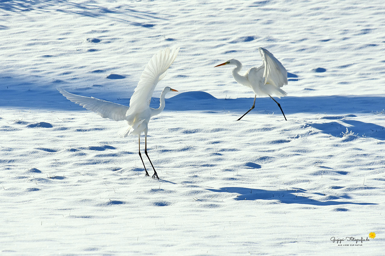 Silberreiher im Schnee