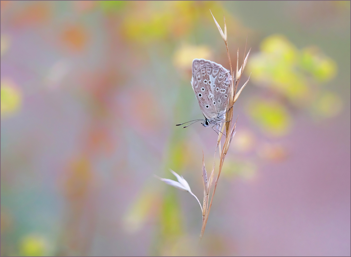 *Polyommatus daphnis*