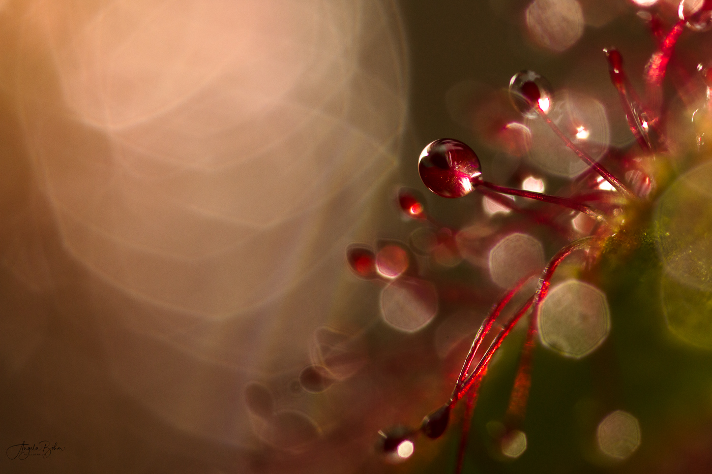Weihnachtslichter