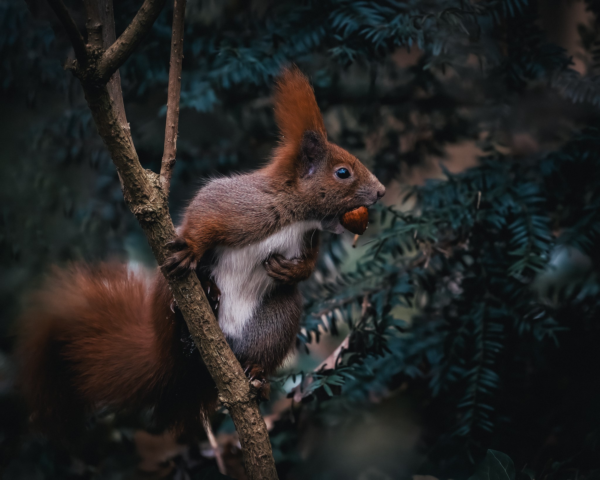 Eichhörnchen