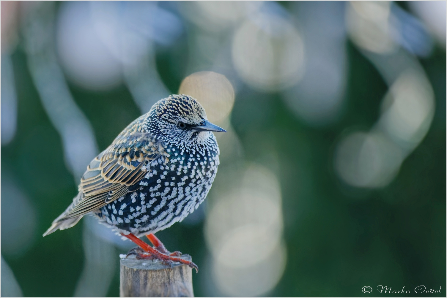 Star (Sturnus vulgaris)