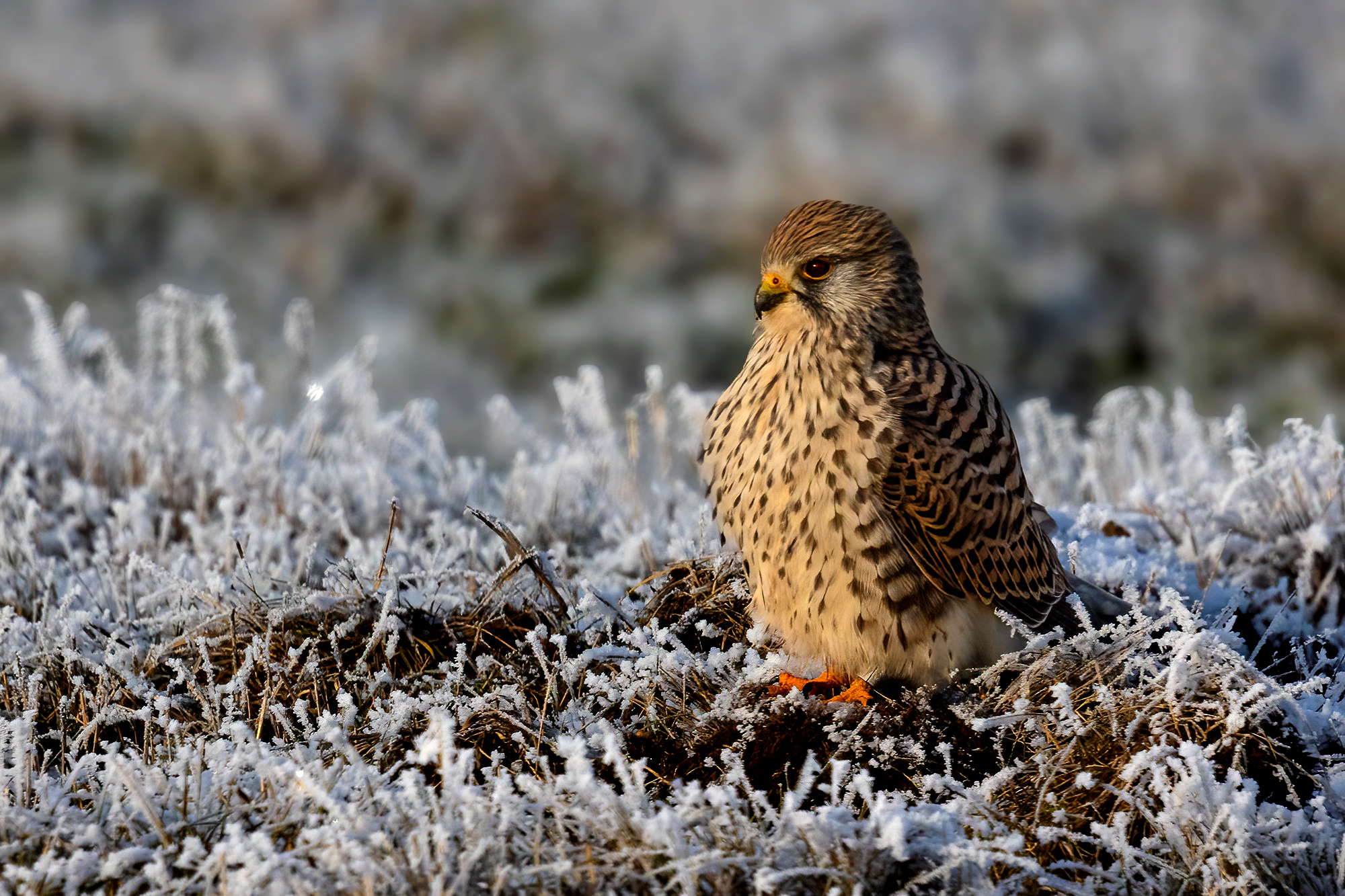 Turmfalke mit Ehering