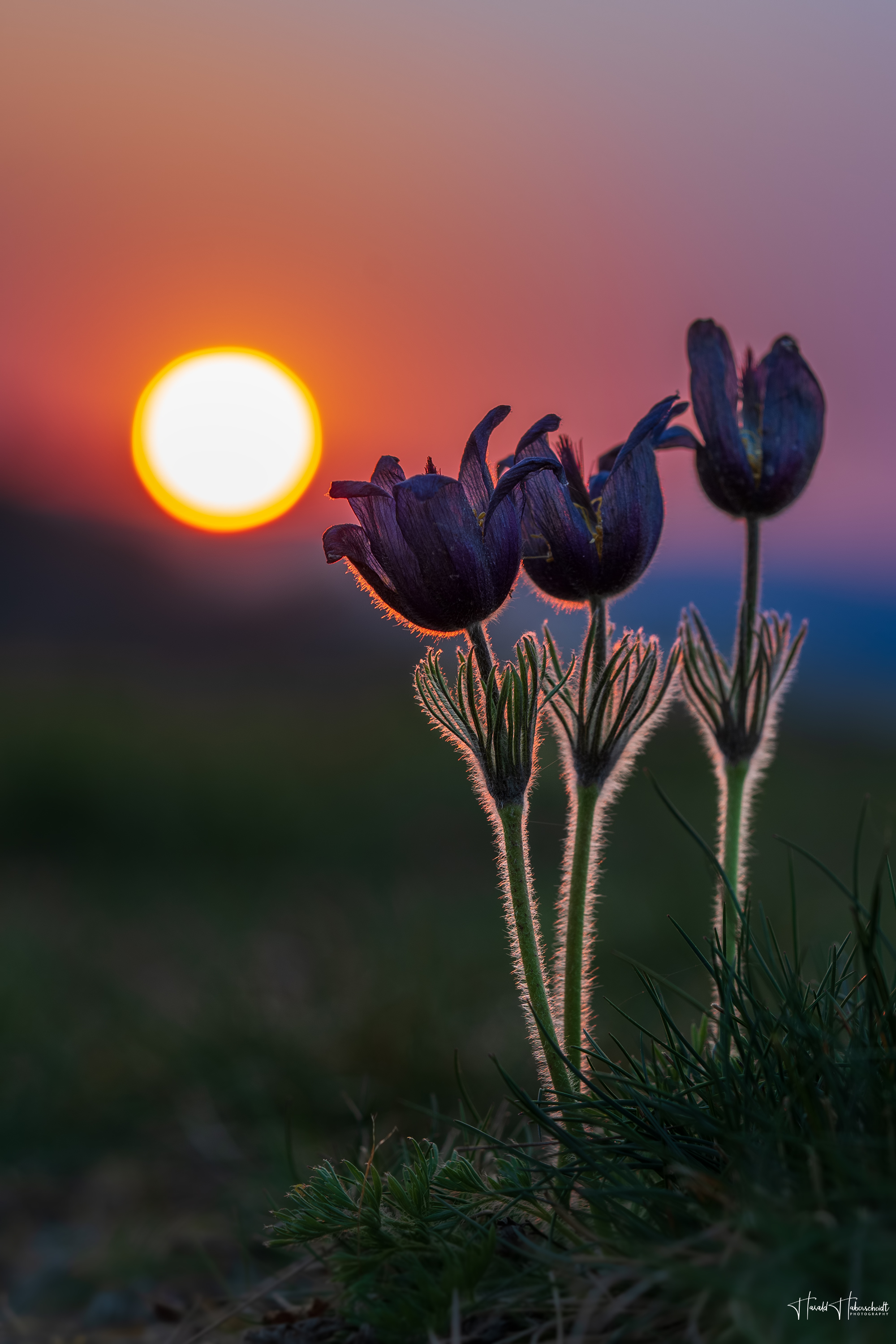 Drei Küchenschellen im Sonnenuntergang