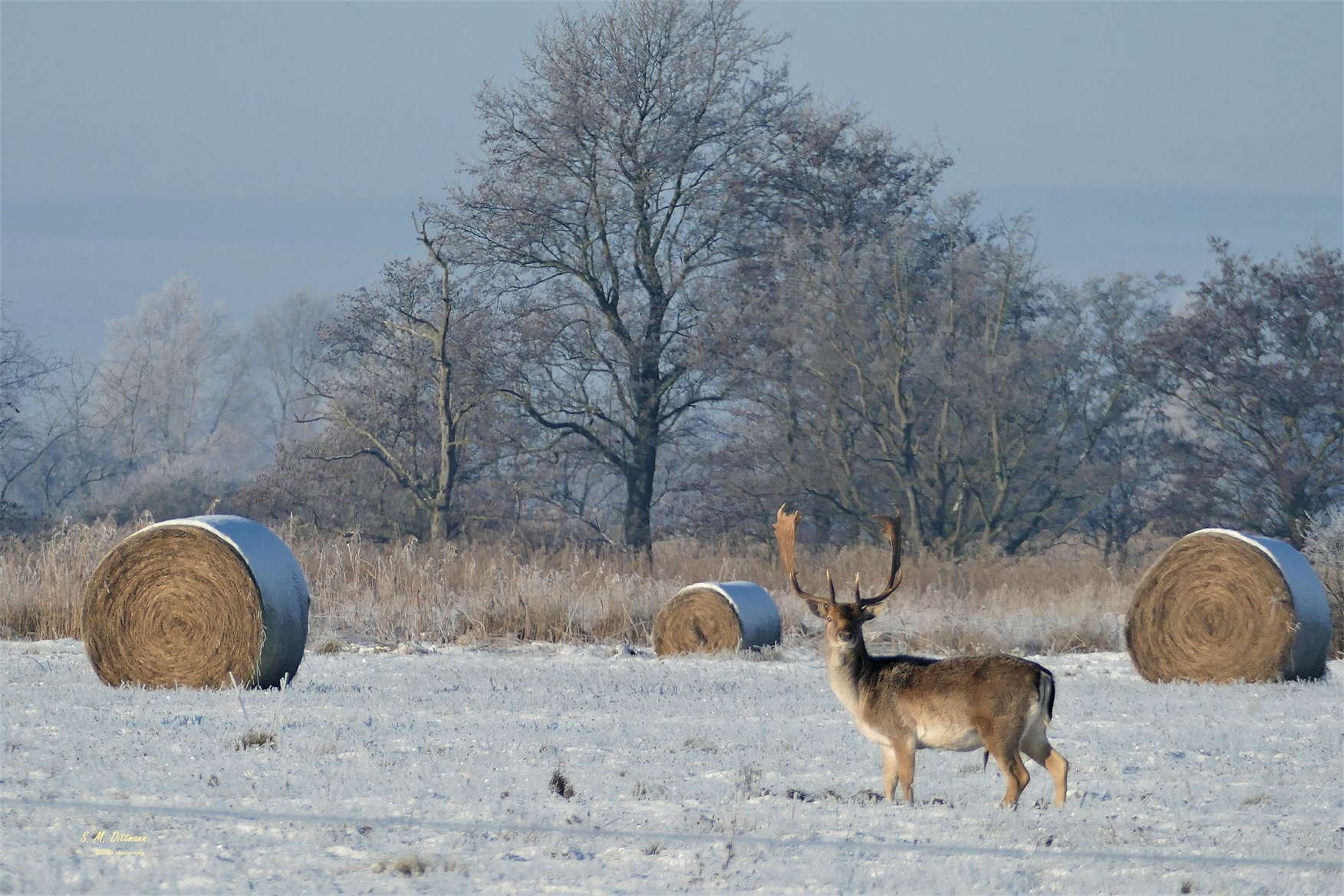 Allein im Schnee