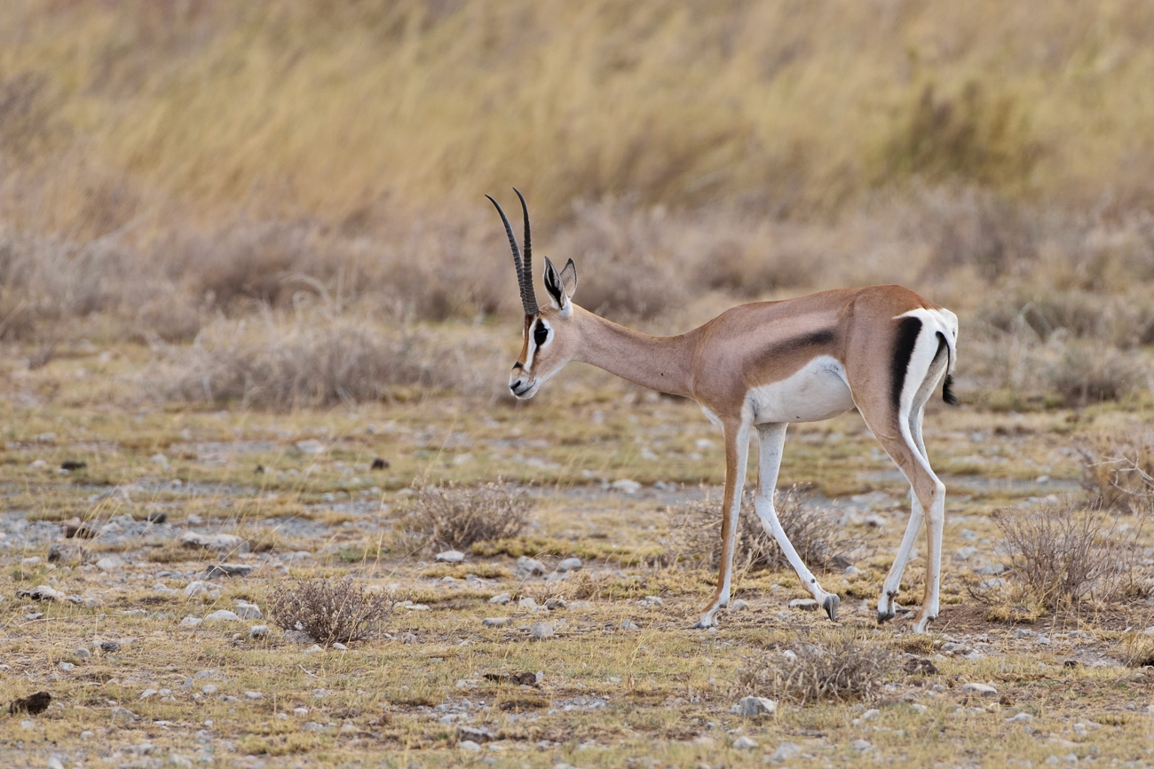 Grant-Gazelle