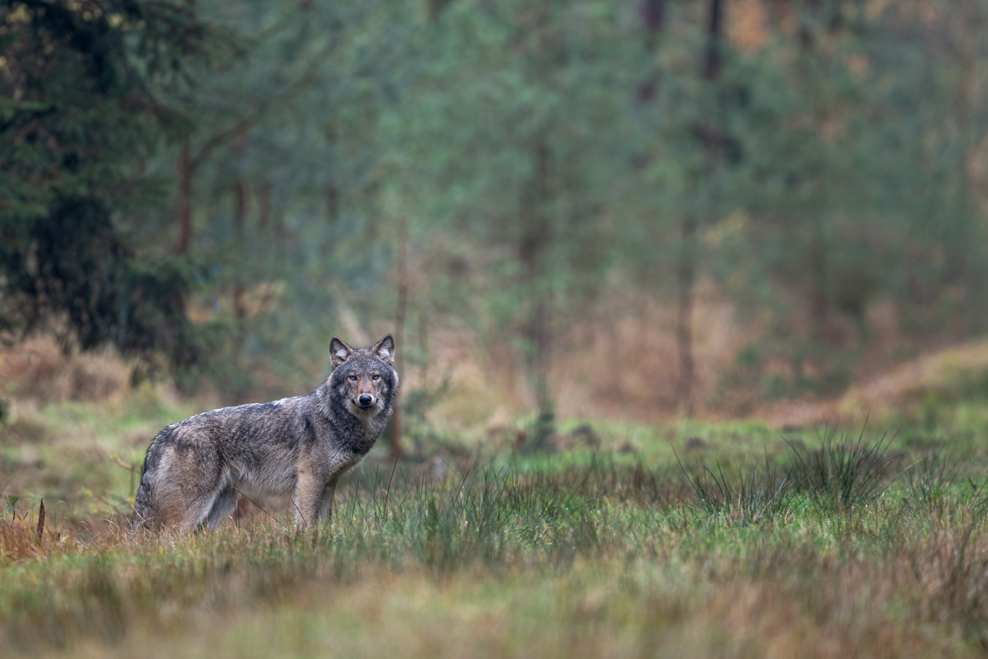 Wolfswelpe