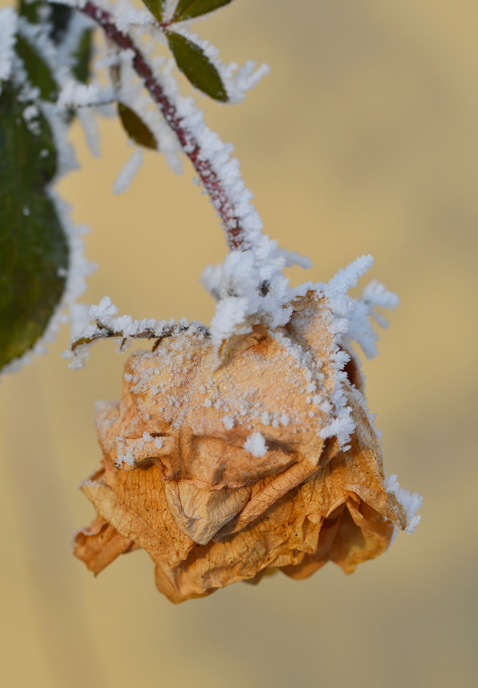 Schneerose