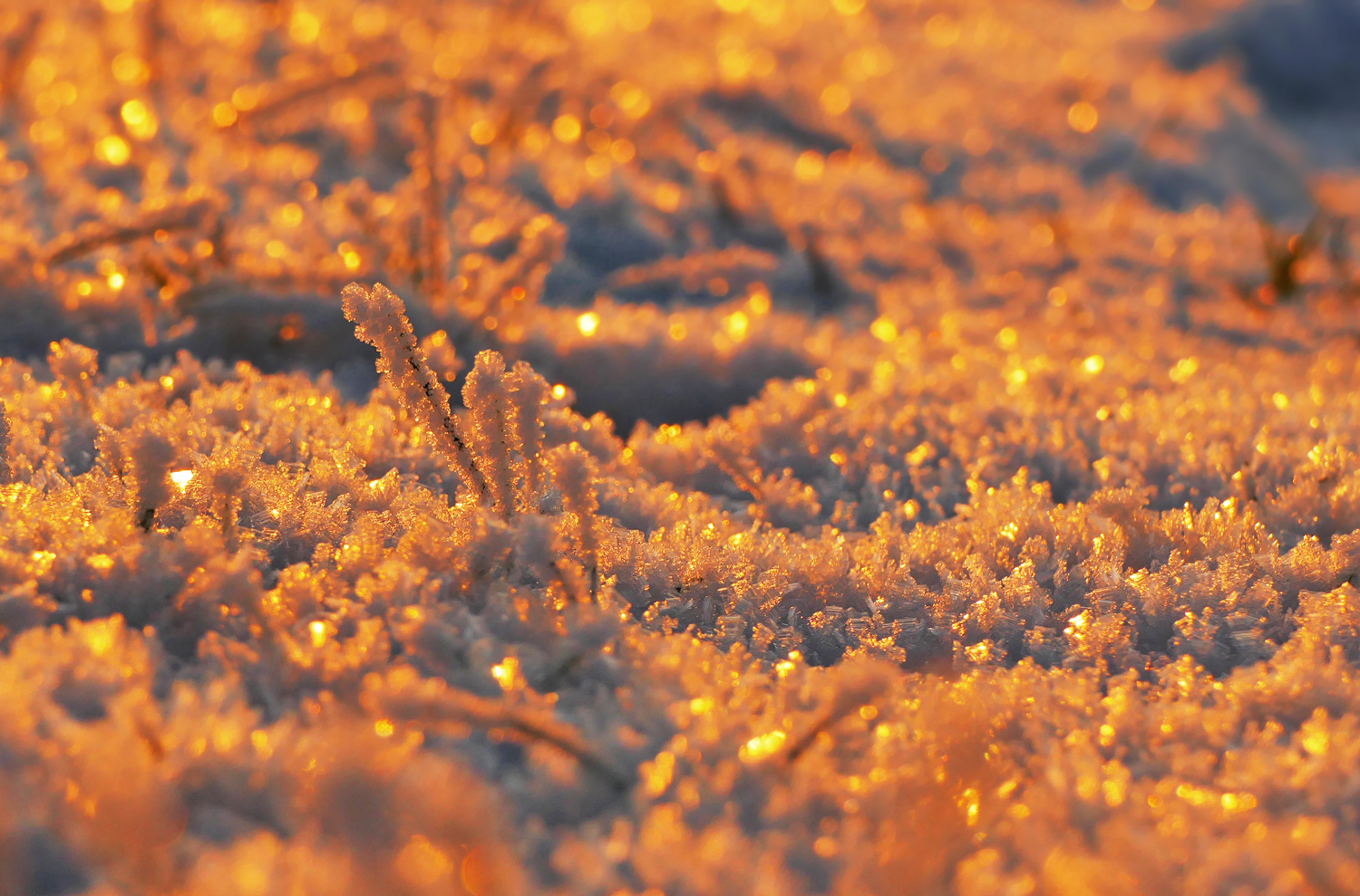 Die letzten Sonnenstrahlen glitzern auf der Schneedecke....