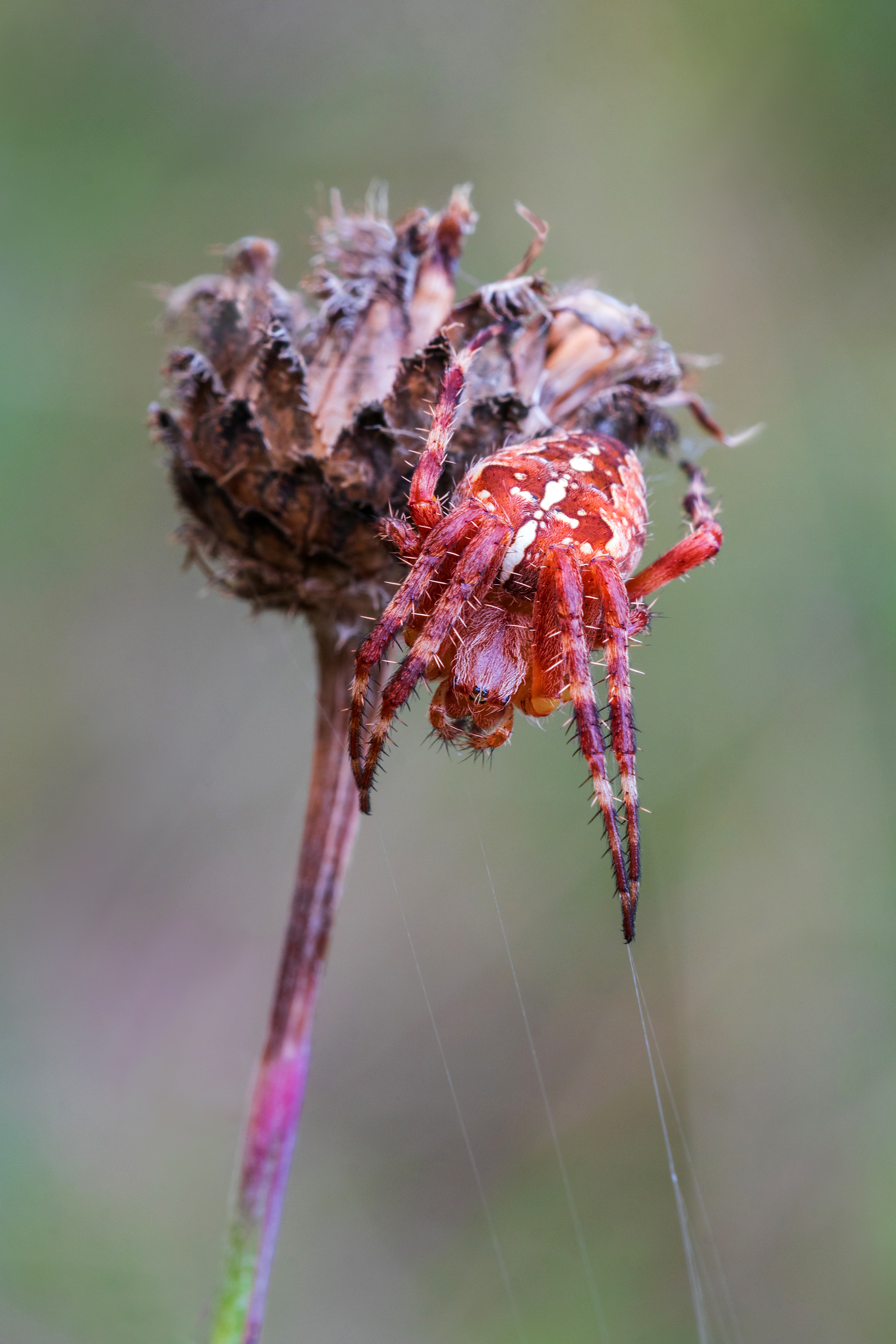 Rote Waldkreuzspinne