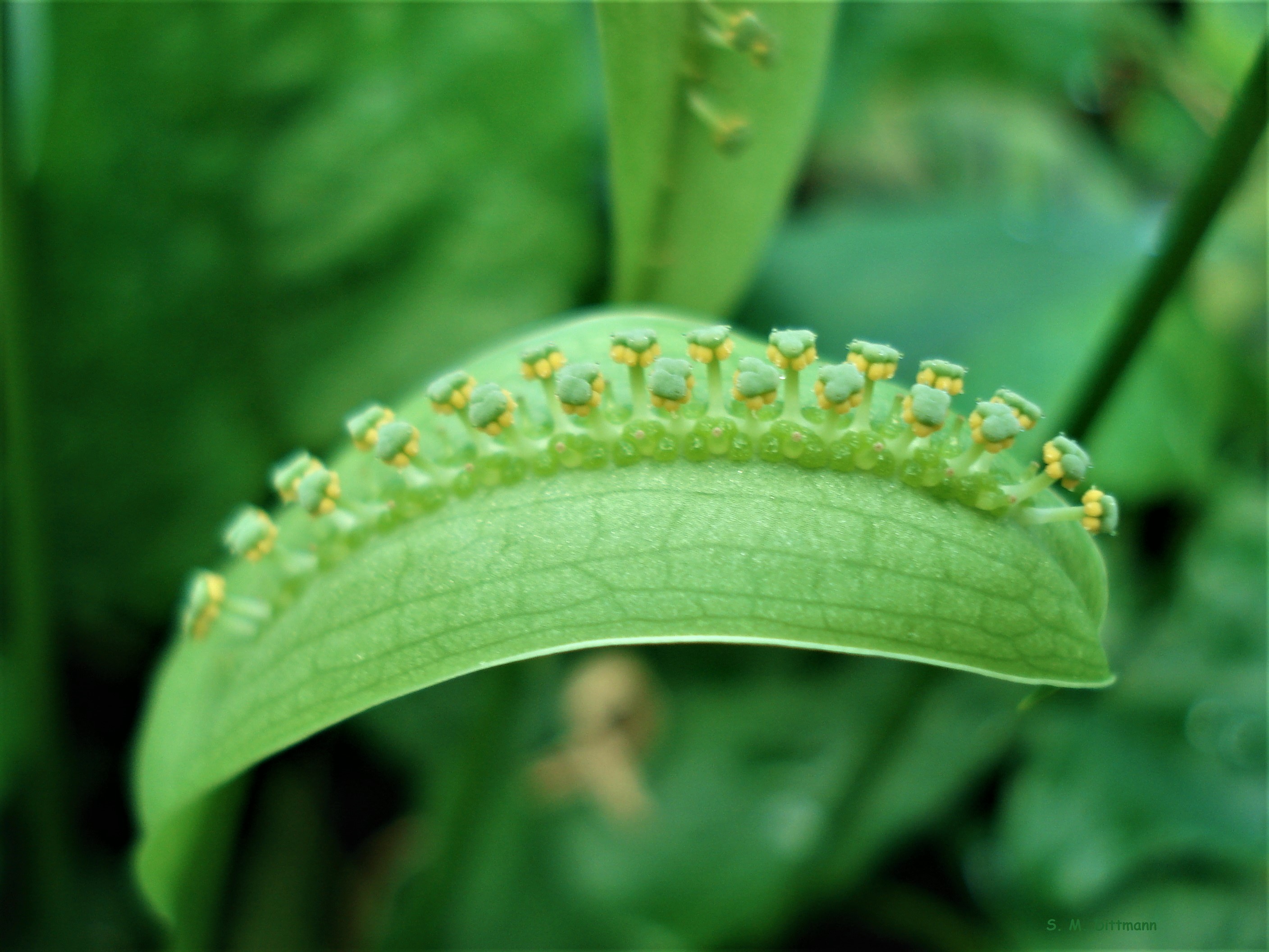 Kein Blatt ohne Blüten