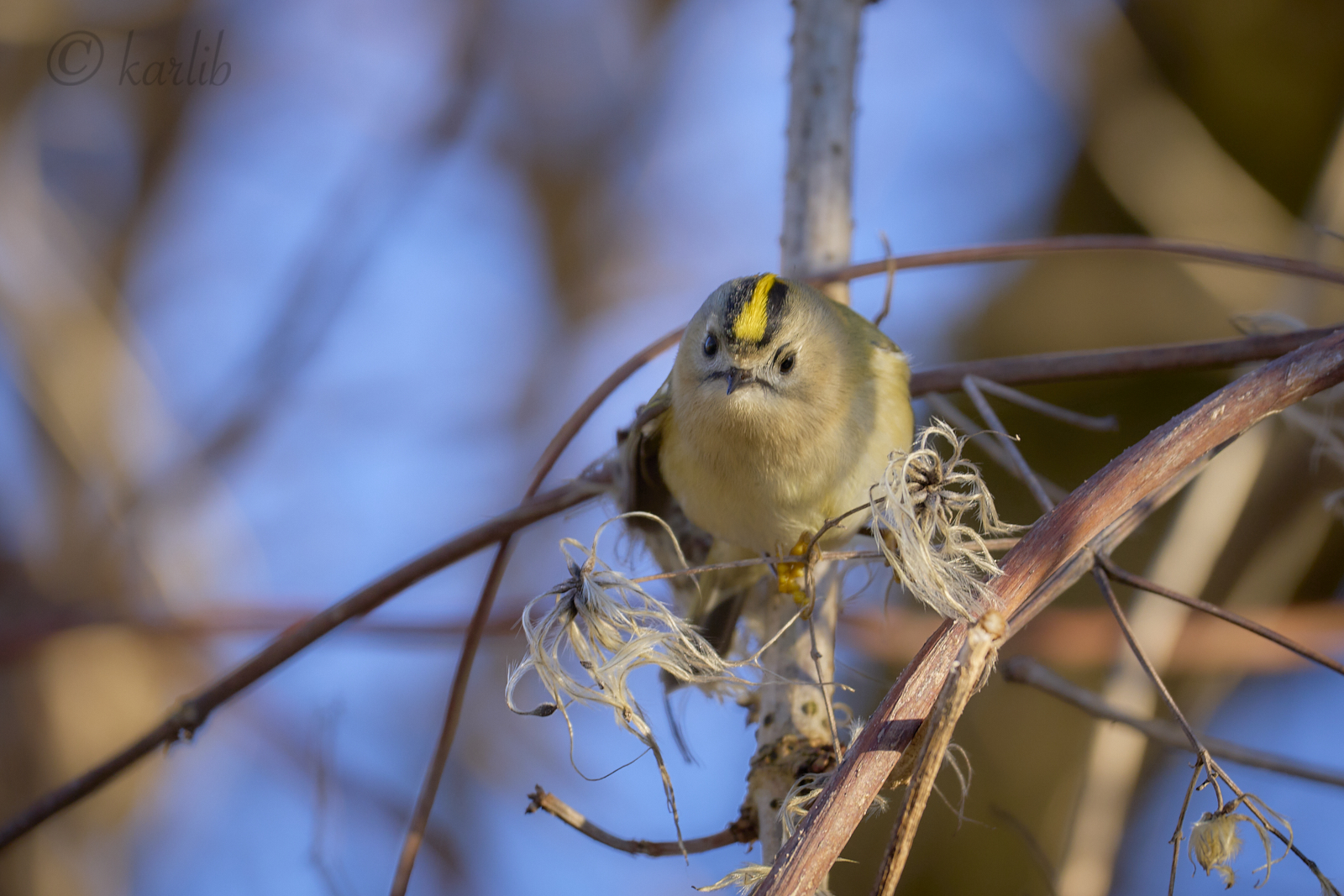 Wintergoldhähnchen