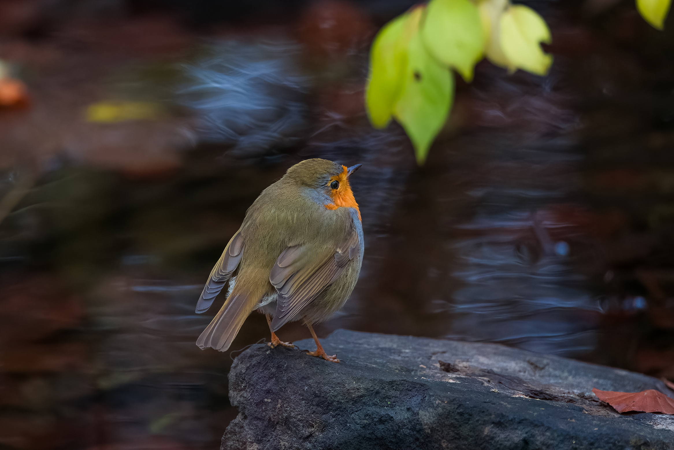 Rotkehlchen