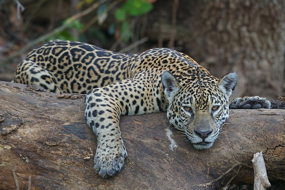Jaguar