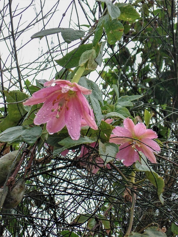 Marakuja