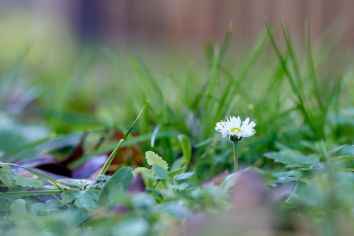 Frühling 2023