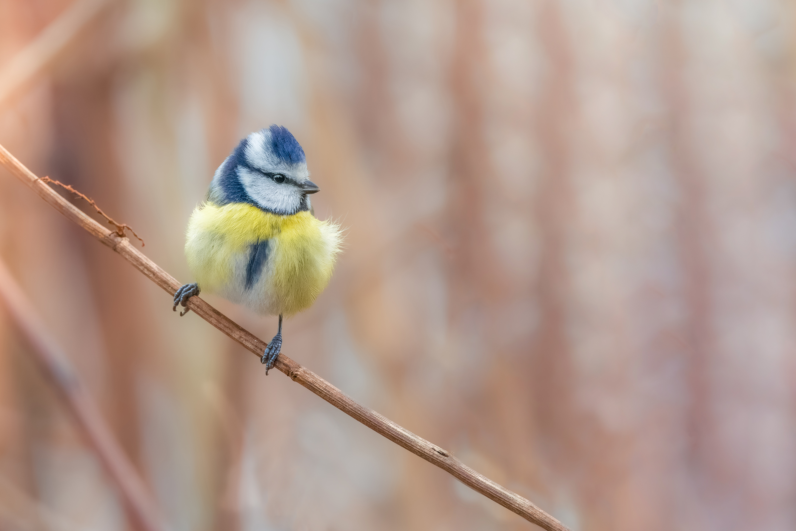 eine Blaumeise....