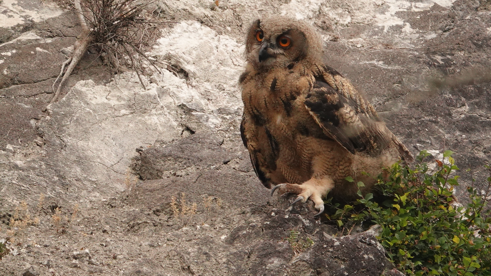 Uhu Jungvogel