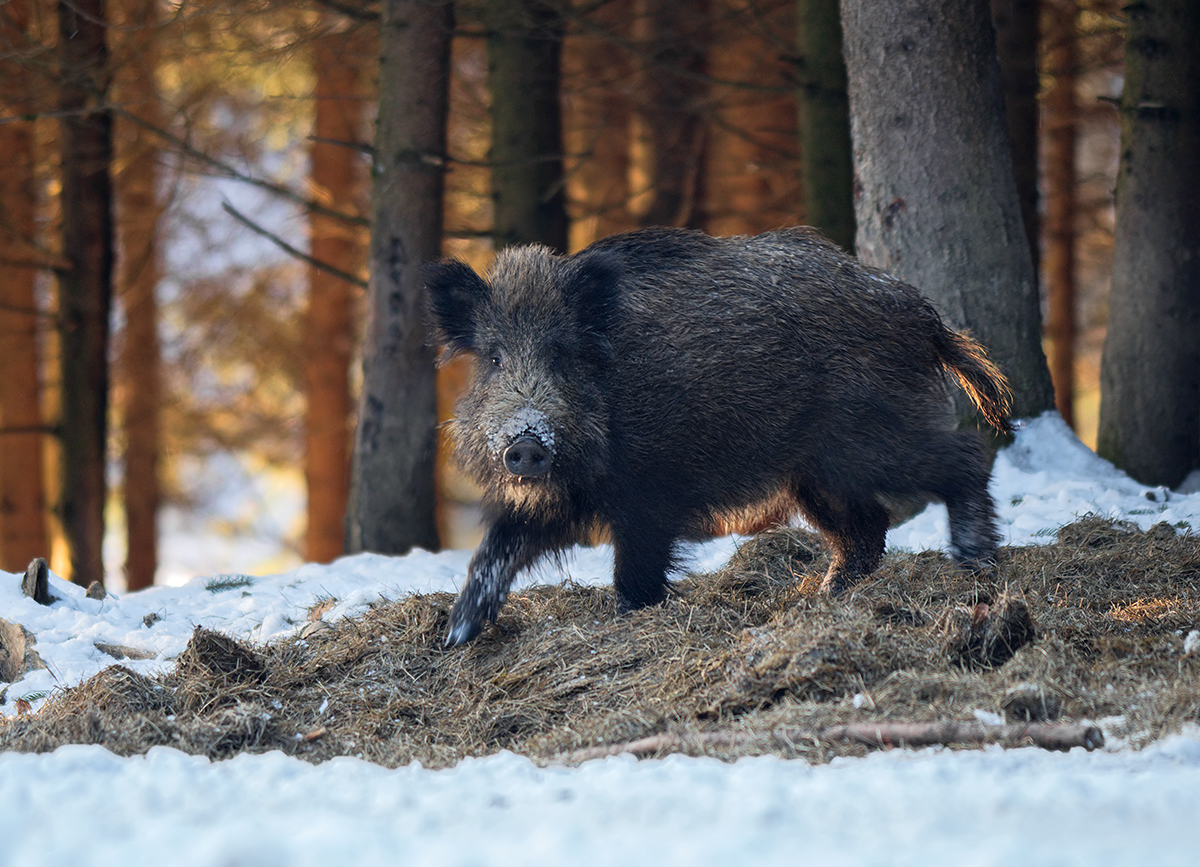 Wildschwein