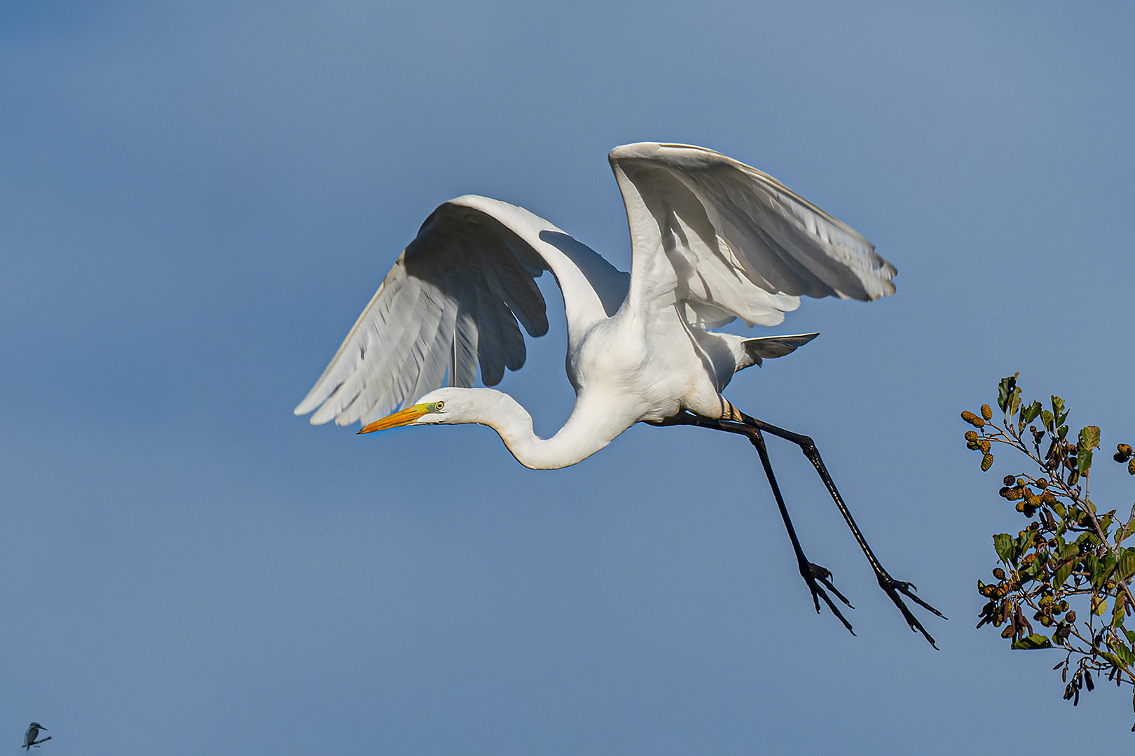 Silberreiher-Abflug