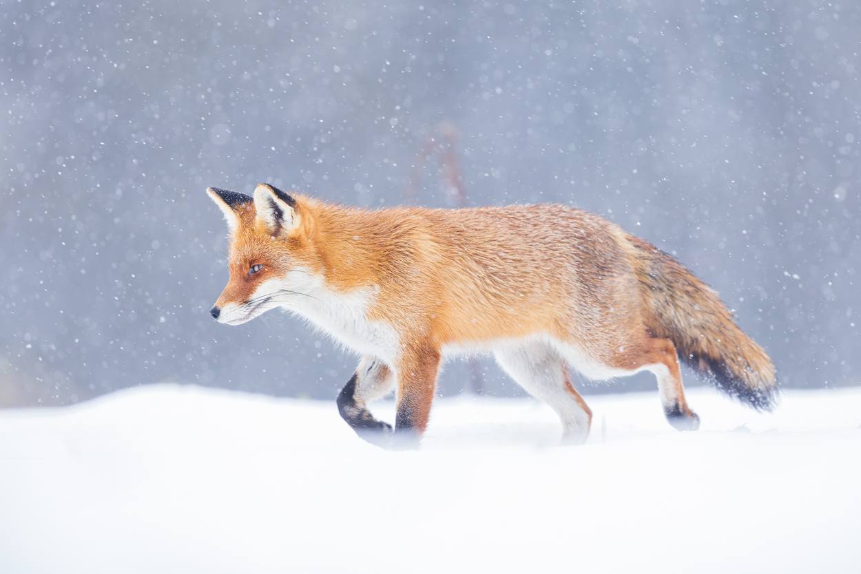 Fuchs im Winter