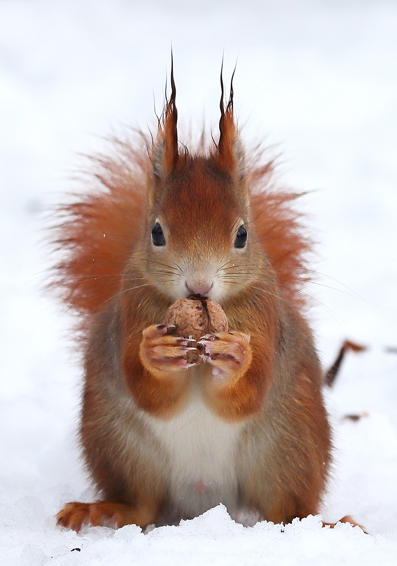 Eichhörnchen im Schnee II