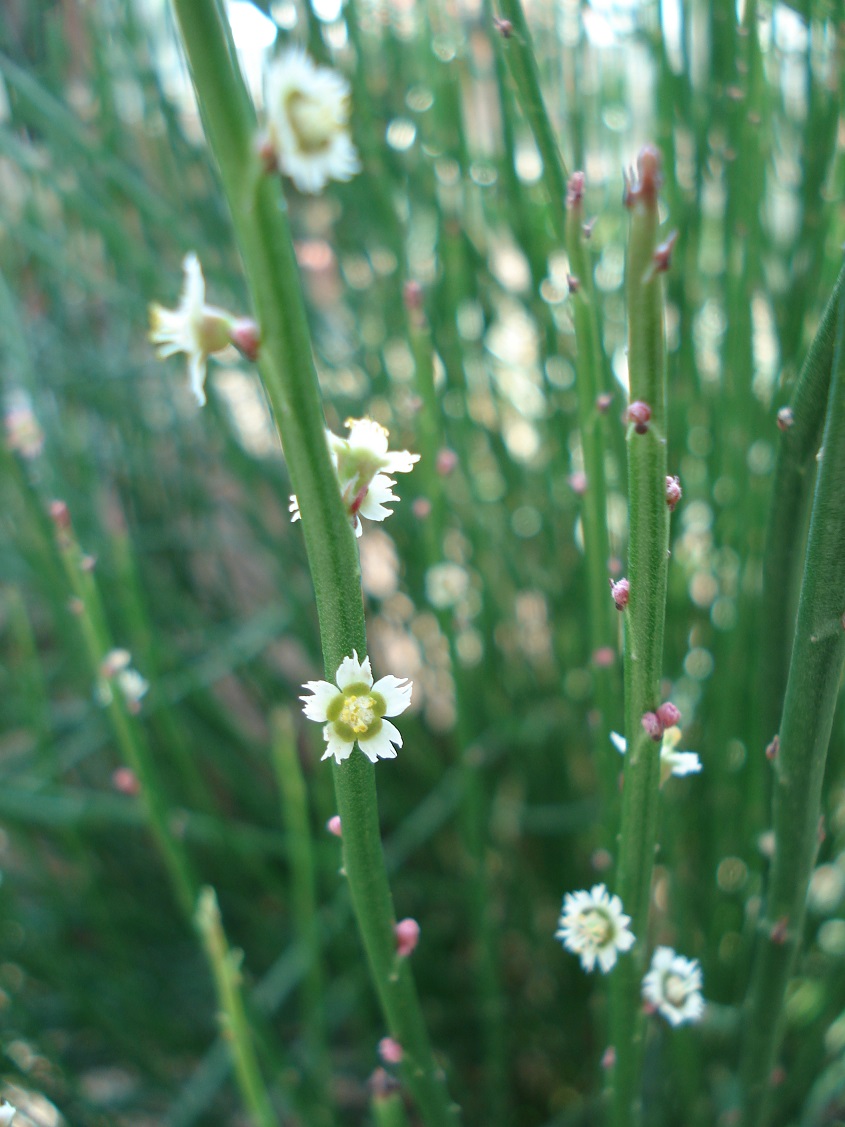 Viele Blüten - keine Blätter