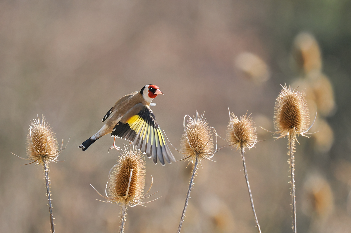 abfliegender Stieglitz