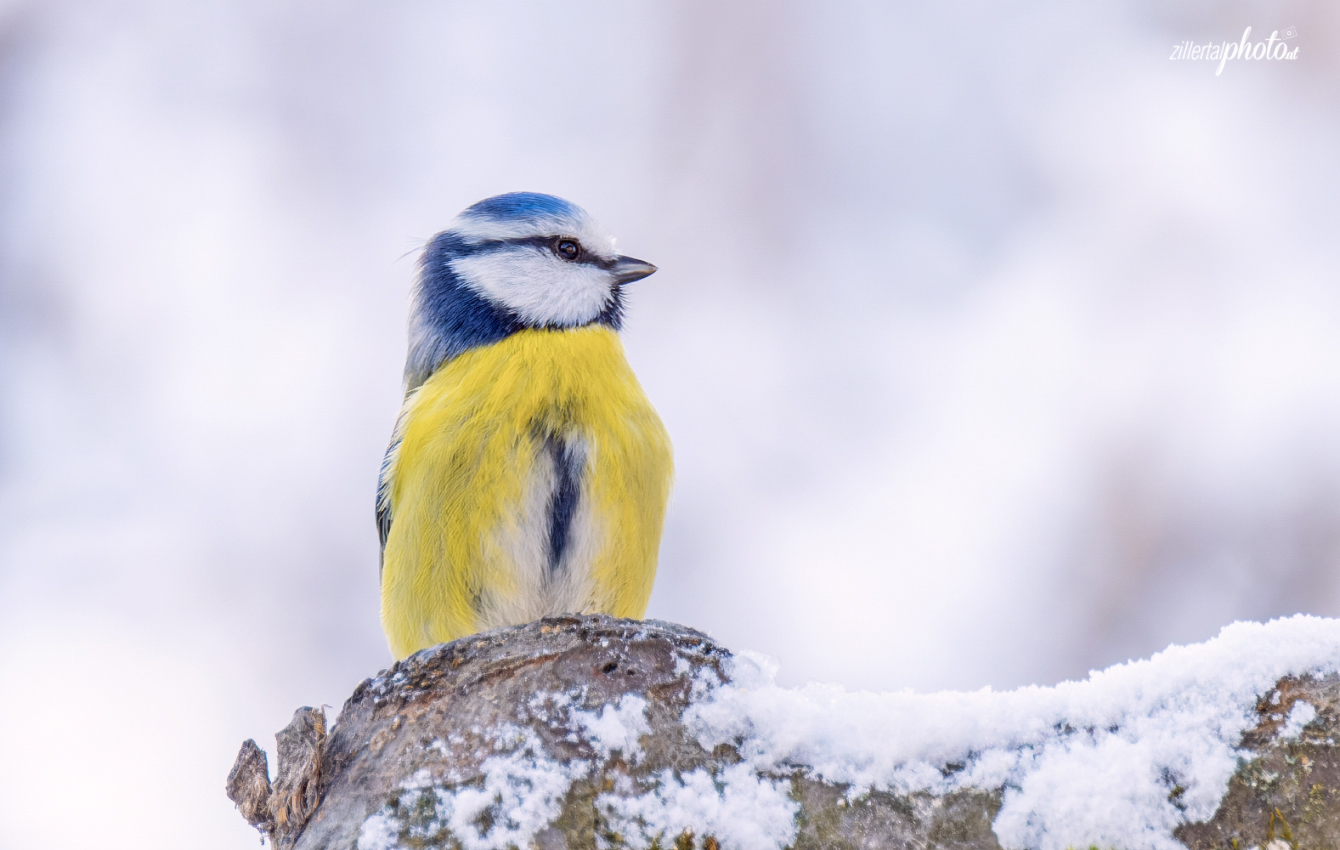 Blaumeise