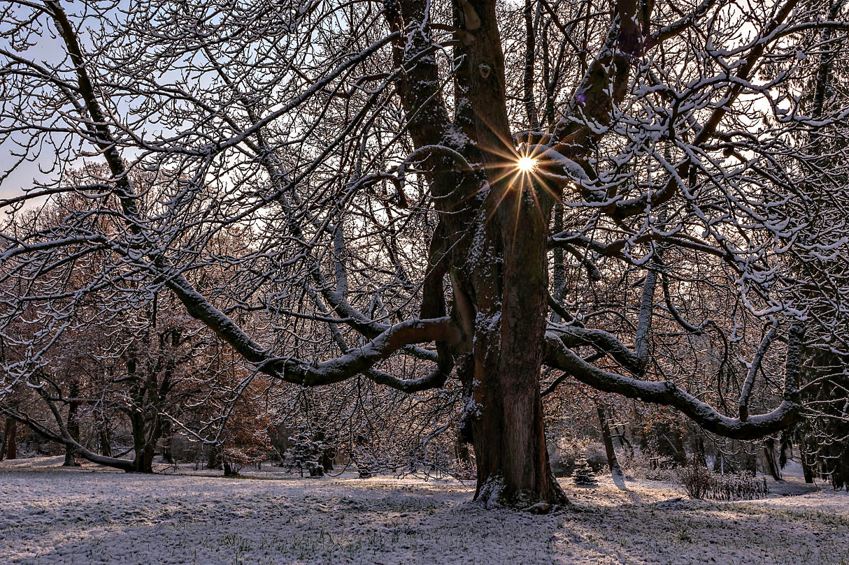 Die Sonne eingefangen in einer Kastanie