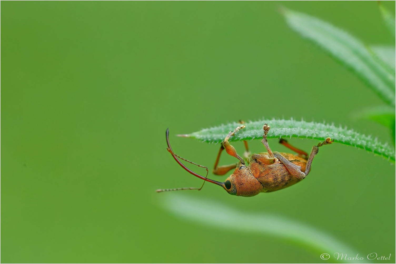 Eichelbohrer (Curculio glandium)