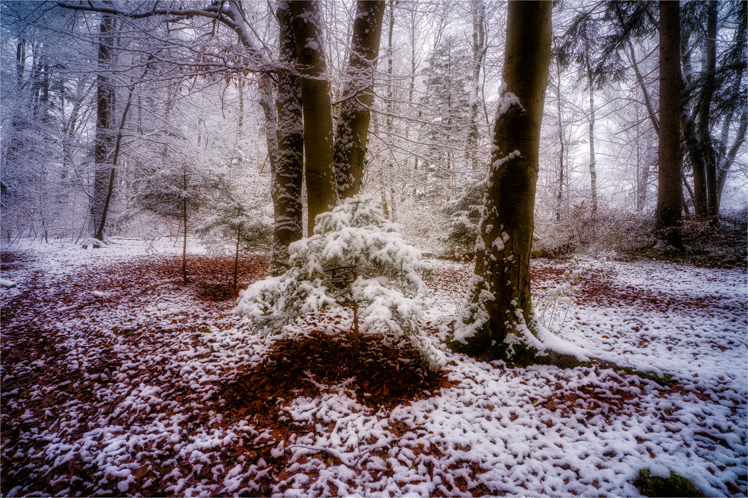 Winter im Isarauwald