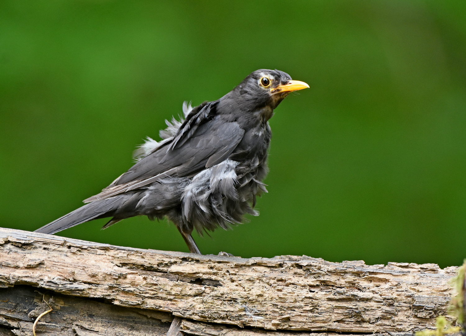 Amsel