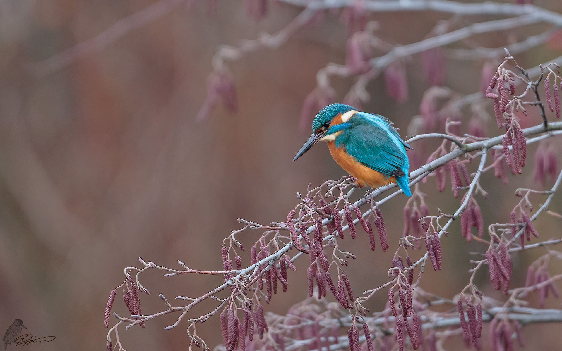 Eisvogel