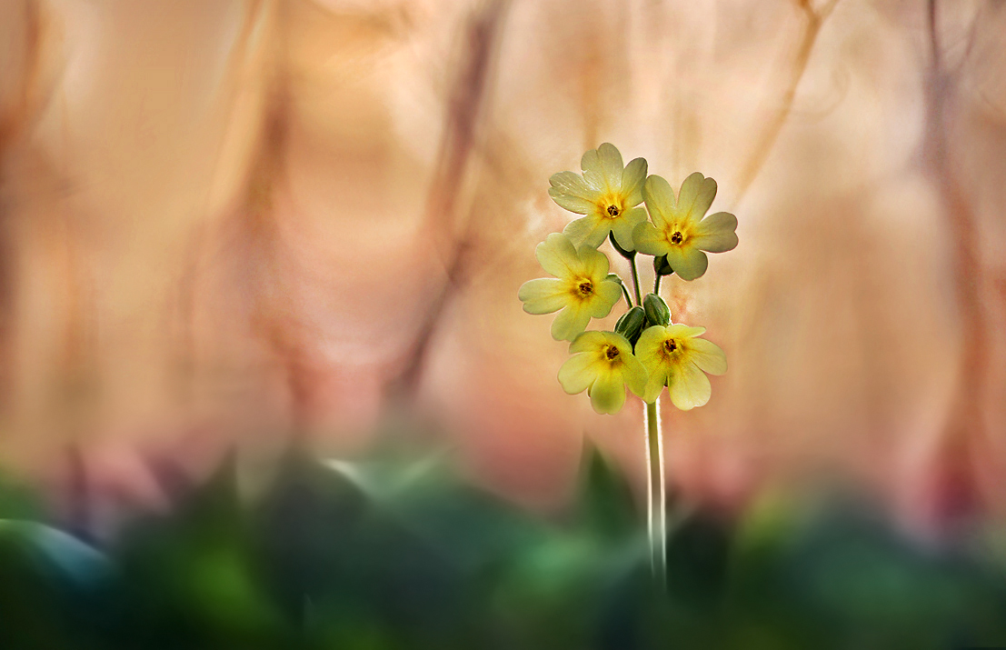 Primula veris ...,